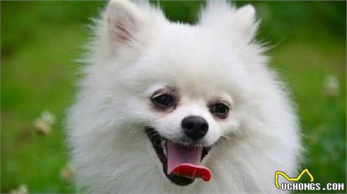 博美犬泪痕根本不难消除！只需要做到这5点，泪痕不再复发