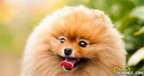 博美犬泪痕根本不难消除！只需要做到这5点，泪痕不再复发