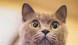 短毛猫的这几个品种，实在太让人惊艳了