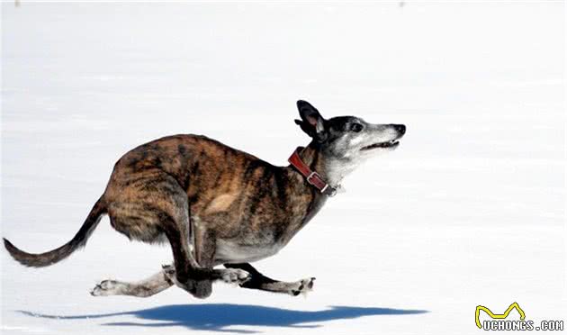 嗅觉型猎犬和视觉型猎犬，为什么要这么分？生理特点和用途不同