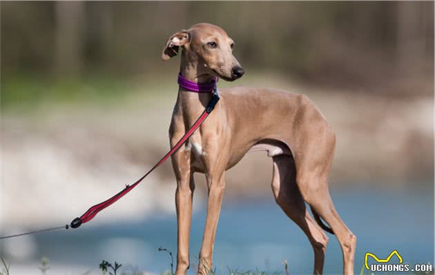嗅觉型猎犬和视觉型猎犬，为什么要这么分？生理特点和用途不同