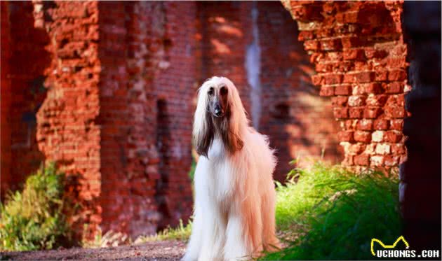 嗅觉型猎犬和视觉型猎犬，为什么要这么分？生理特点和用途不同
