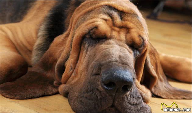 嗅觉型猎犬和视觉型猎犬，为什么要这么分？生理特点和用途不同