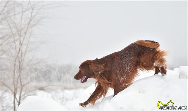 嗅觉型猎犬和视觉型猎犬，为什么要这么分？生理特点和用途不同