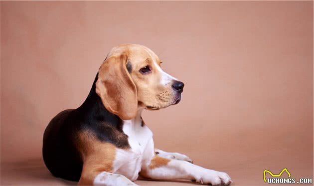 嗅觉型猎犬和视觉型猎犬，为什么要这么分？生理特点和用途不同