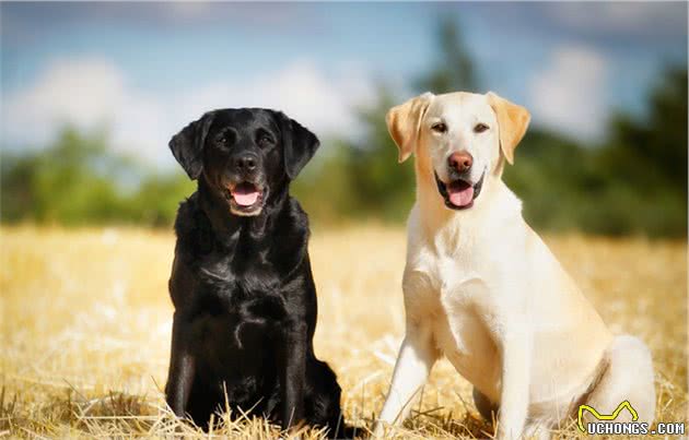 嗅觉型猎犬和视觉型猎犬，为什么要这么分？生理特点和用途不同