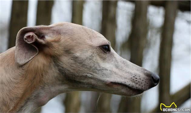 嗅觉型猎犬和视觉型猎犬，为什么要这么分？生理特点和用途不同