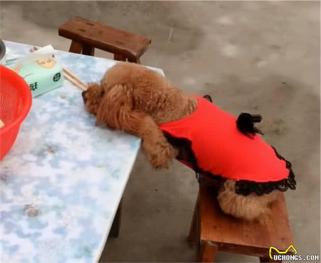 泰迪犬又被吐槽了，它们为何不讨喜？