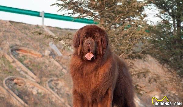 纽芬兰犬，因在水上救援的优秀表现，被授予金质奖章