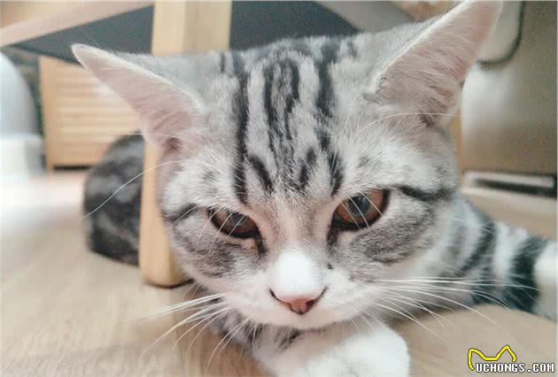 养过“美国短毛猫”的人都说好，都是因为这6个优点