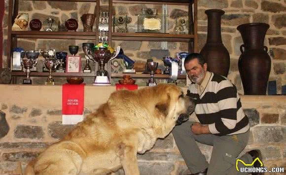 这个冷门犬种仍在西班牙山区牧羊，这种外貌它真的比藏獒还凶猛吗