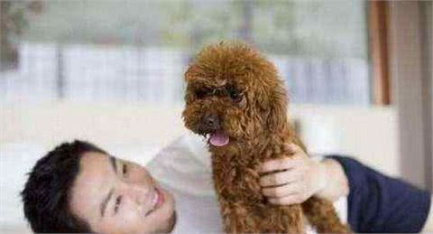 如何判断泰迪犬智商是高还是低？专家：看它有无4个表现即可