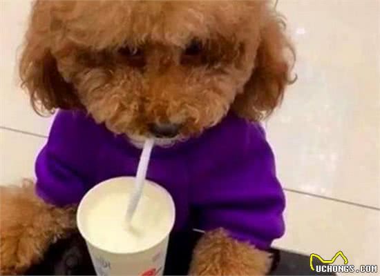 如何判断泰迪犬智商是高还是低？专家：看它有无4个表现即可