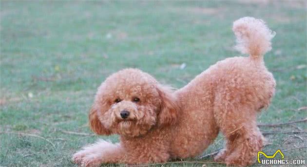 如何判断泰迪犬智商是高还是低？专家：看它有无4个表现即可