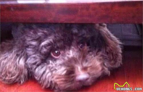 如何判断泰迪犬智商是高还是低？专家：看它有无4个表现即可