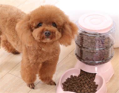 如何判断泰迪犬智商是高还是低？专家：看它有无4个表现即可