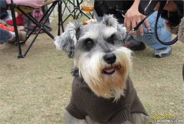喂食雪纳瑞犬的六大要素，宠主须知