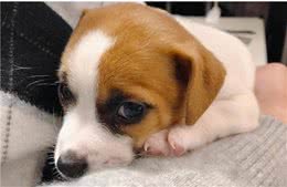 不要对狗狗做这些事情，否则你会被讨厌，怎么哄都没用