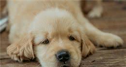 狗狗尿失禁是什么原因造成的？教你如何解决和治疗