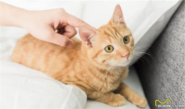 橘猫是如何越养越胖的？