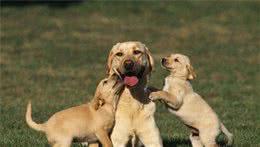 狗狗怀孕了，该怎么进行护理？