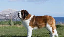 寻根问祖系列（113）：圣伯纳犬（SaintBernard）