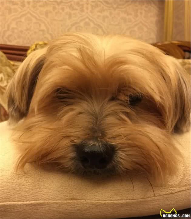 14岁约克夏患肾衰竭离世，妈每天怀念爱犬：我们终会相遇…