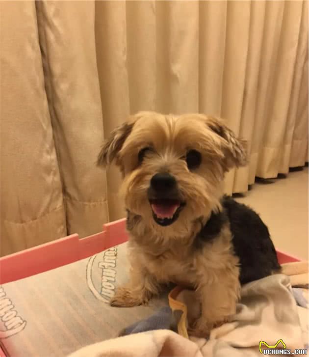 14岁约克夏患肾衰竭离世，妈每天怀念爱犬：我们终会相遇…