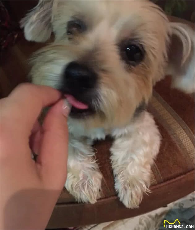 14岁约克夏患肾衰竭离世，妈每天怀念爱犬：我们终会相遇…