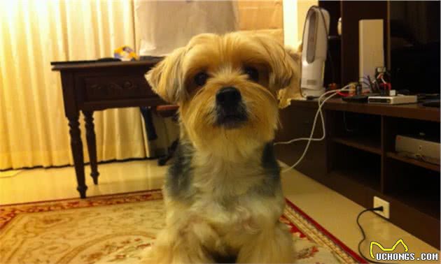 14岁约克夏患肾衰竭离世，妈每天怀念爱犬：我们终会相遇…