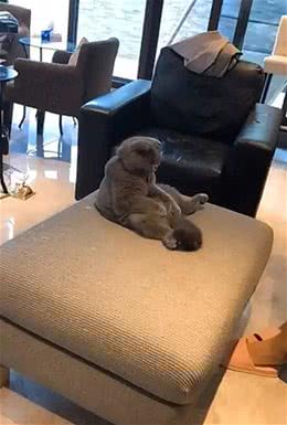 强行带蓝猫去做了绝育，隔天再去看时，却有些不敢面对它了