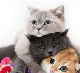 如果你家门口出现这10种猫咪，你会抱走哪一只？我要大橘