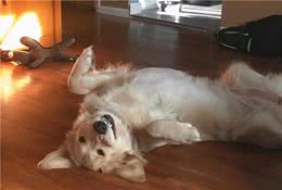 狗狗哪些“部位”最脆弱，遇到恶犬可以打这里