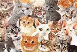 猫咪性格大盘点：8种常见品种猫性格分析，你家是哪种？