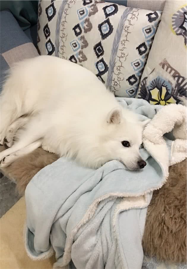 狗狗聪明黏人，也会得抑郁症