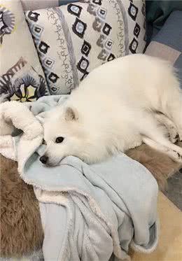 狗狗聪明黏人，也会得抑郁症