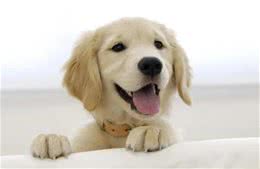 狗狗耳朵挺干净，但是闻起来臭臭的是怎么回事呢