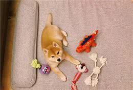 养宠常识：你家柴犬频繁挠耳朵吗？经常挠耳朵正常吗？