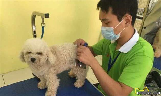 狗狗到底应该怎么清理？