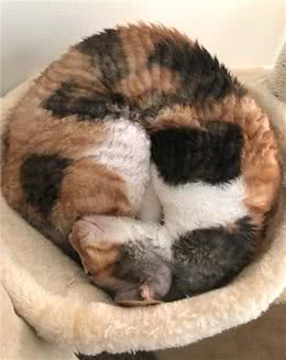 长着一身拉面皮毛的猫咪，看一眼，就被它迷住了