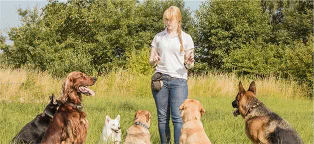 训犬只有一个小时？这是行业规定？还是狗狗最佳训练时间的影响