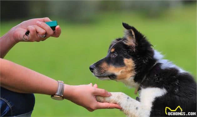 训犬只有一个小时？这是行业规定？还是狗狗最佳训练时间的影响