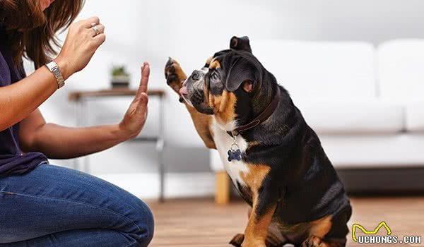 训犬只有一个小时？这是行业规定？还是狗狗最佳训练时间的影响