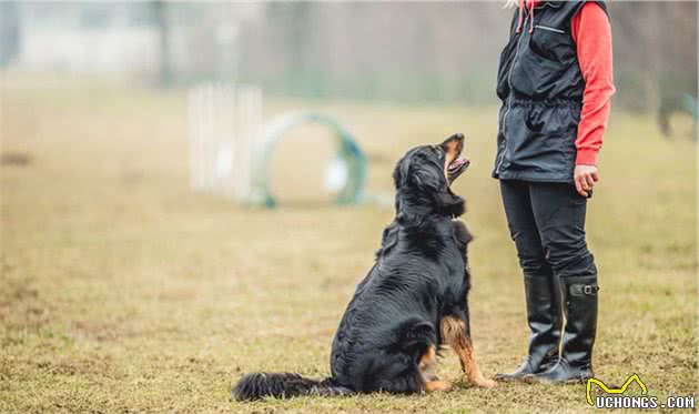 训犬只有一个小时？这是行业规定？还是狗狗最佳训练时间的影响