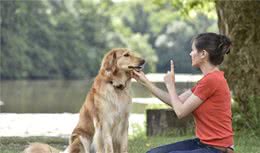 训犬只有一个小时？这是行业规定？还是狗狗最佳训练时间的影响