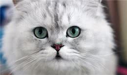 适合新手养的猫有哪些？
