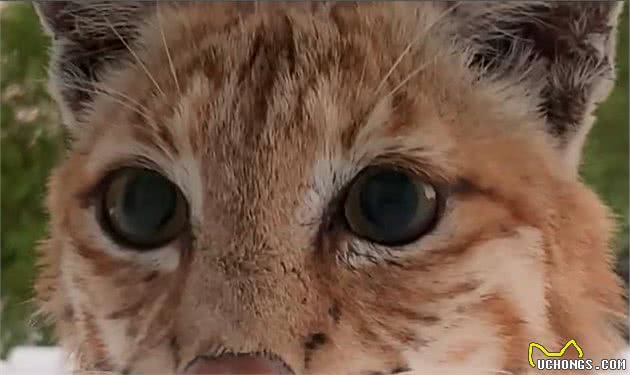 山猫妈妈带娃到人类屋顶玩耍，怼脸拍下的盛世美颜