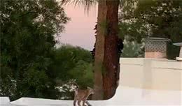 山猫妈妈带娃到人类屋顶玩耍，怼脸拍下的盛世美颜