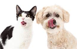 犬猫出现疼痛该怎么办？带你认识犬猫的疼痛并且正确应对犬猫疼痛