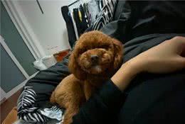 泰迪耽误了巨贵的饲养率？外表相似只是其一，还有4点原因很重要
